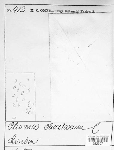 Phoma chartarum image